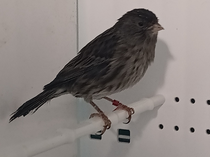 Kanarinac i baštardica