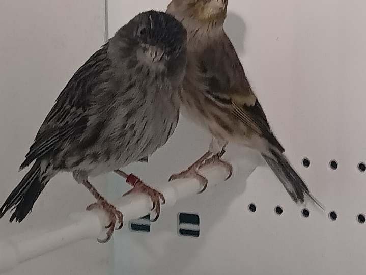 Kanarinac i baštardica