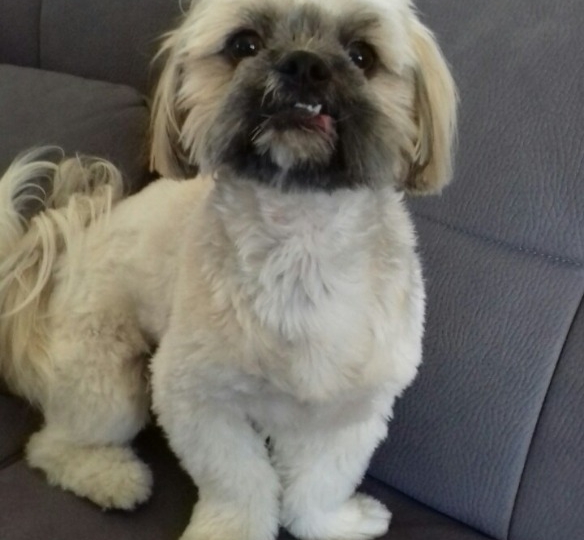 Shith tzu za parenje