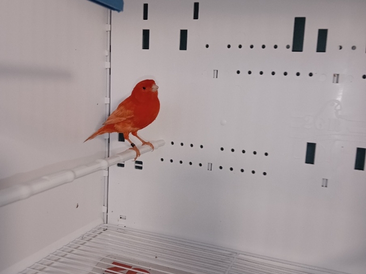 Kanarinci i kanarinke