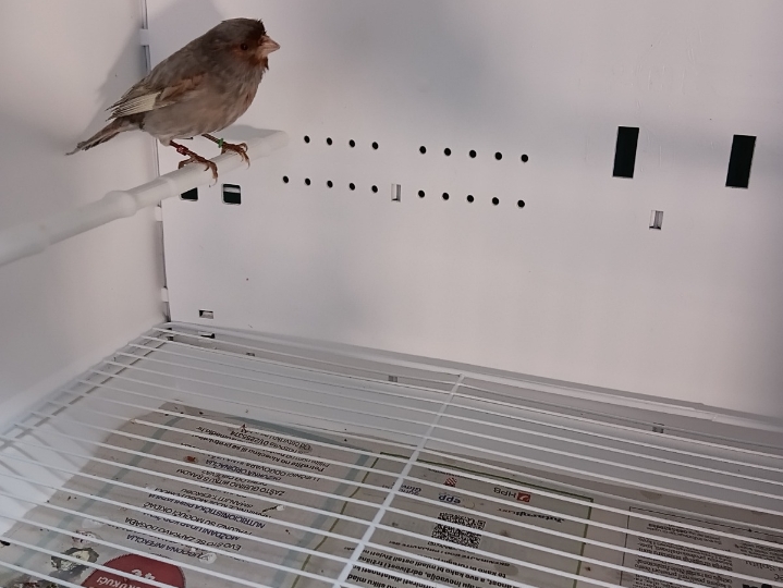 Kanarinci i kanarinke