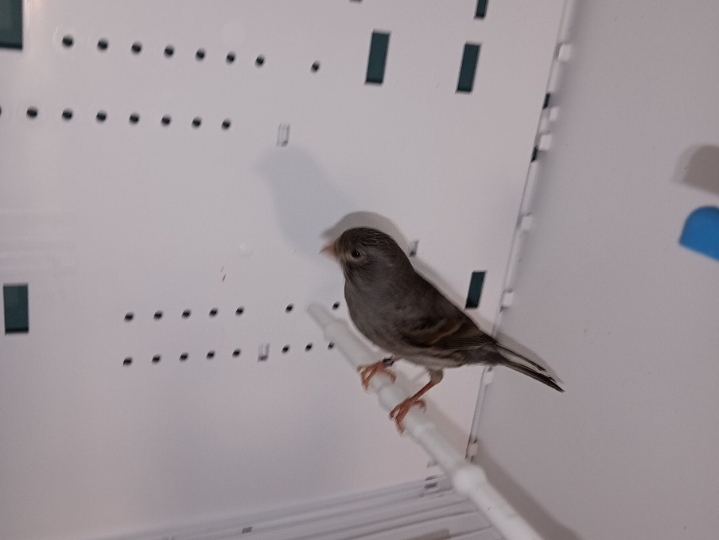 Kanarinci i kanarinke