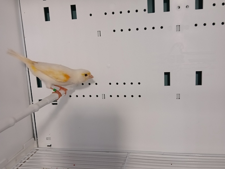 Kanarinci i kanarinke