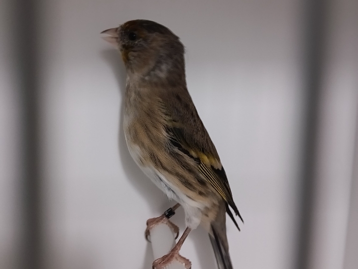 Kanarinci i kanarinke