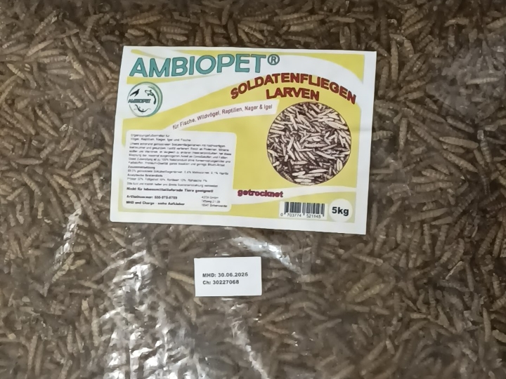 Ličinke crne vojničke muhe