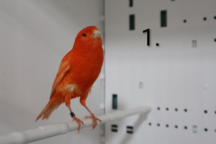 Kanarinci i kanarinke