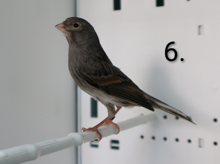 Kanarince i kanarinke