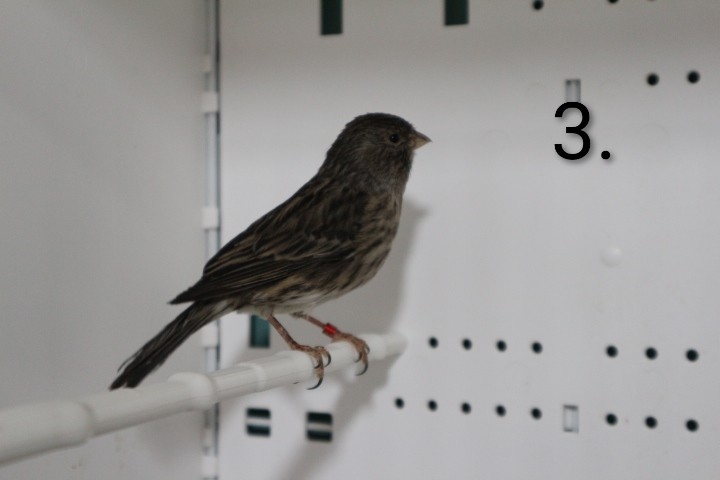 Kanarince i kanarinke