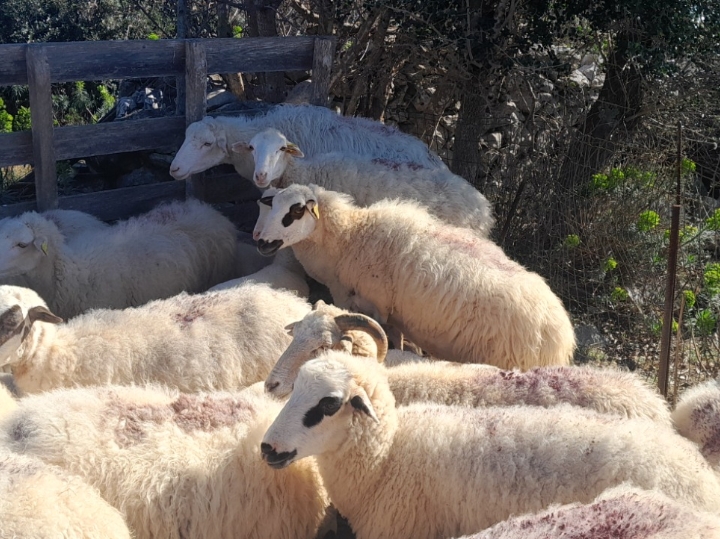 OPG Šanko Mlada janjetina