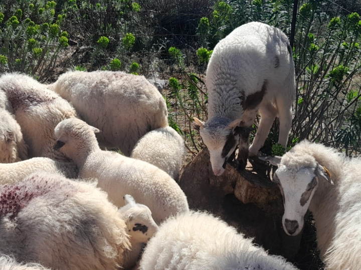 OPG Šanko Mlada janjetina