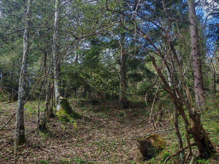 Prodajem šumu, livade,