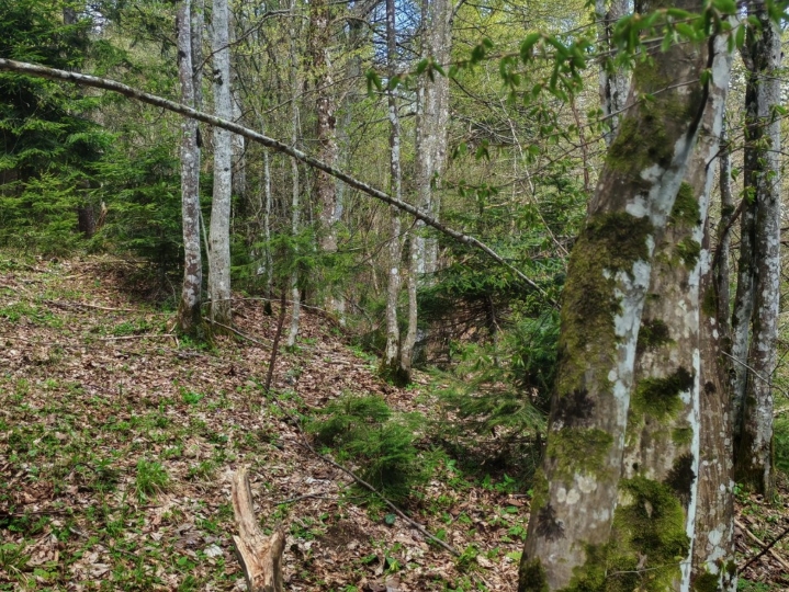 Prodajem šumu, livade,