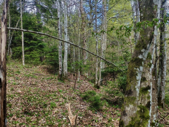 Prodajem šumu, livade,