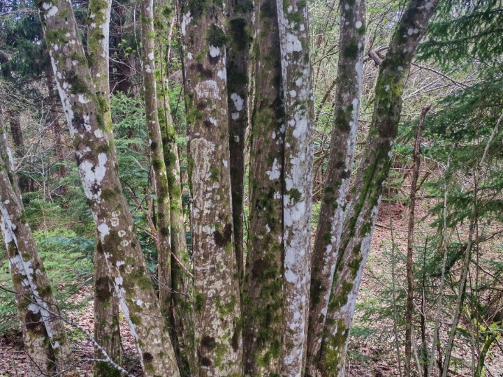 Prodajem šumu, livade,