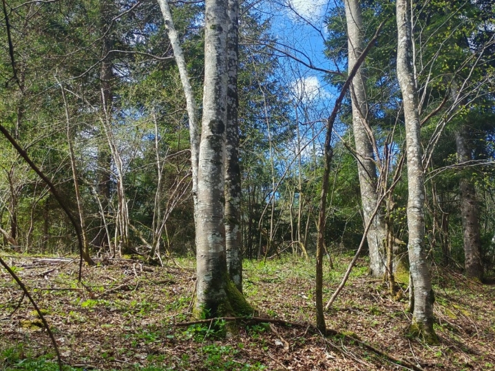 Prodajem šumu, livade,