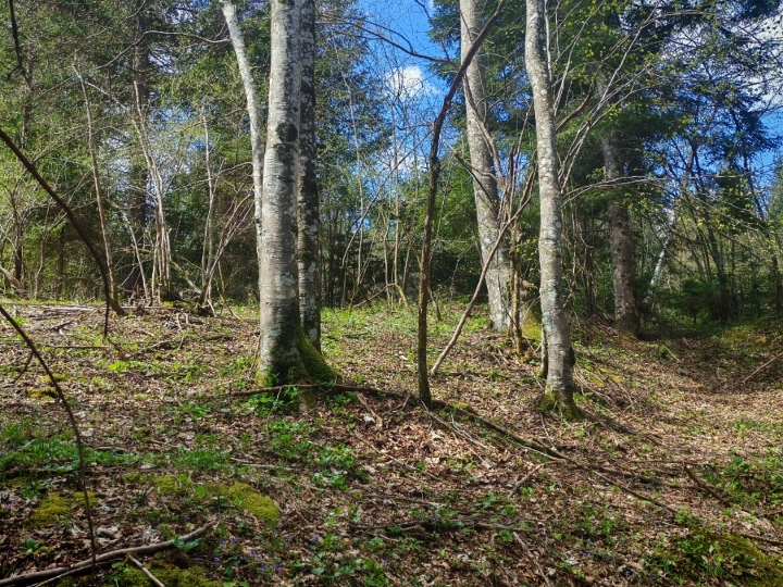 Prodajem šumu, livade,