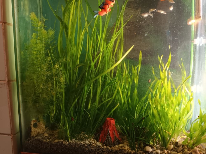 Akvarij sa poklopcem i svijetlom