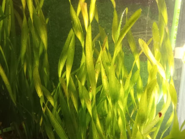 Akvarijsko bilje