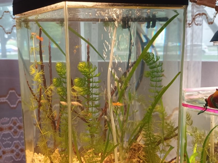 Akvarijsko bilje