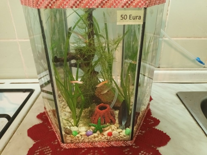 Akvarijsko bilje valisneria i rogolist