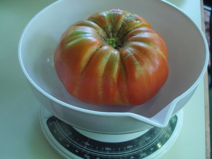 Rasada pomidora