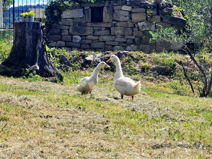 Istarska autohtona kućica na brdašcu