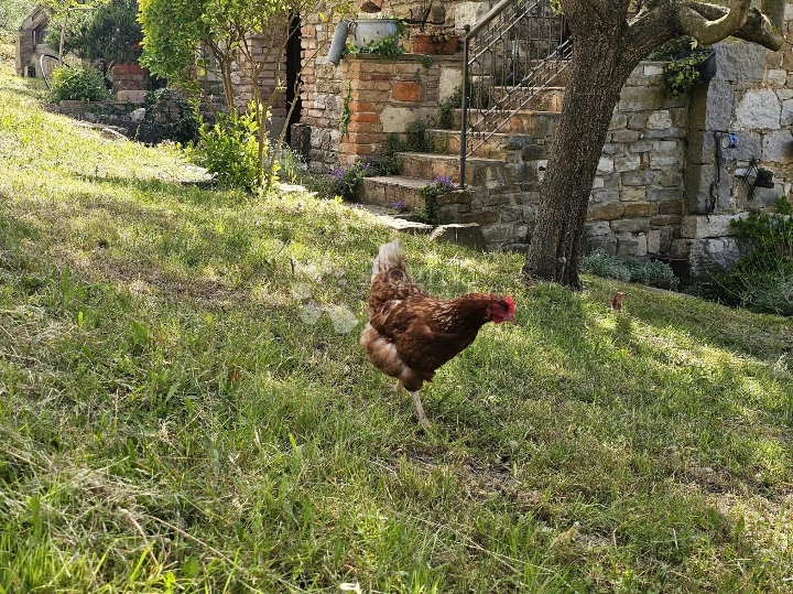 Istarska autohtona kućica na brdašcu