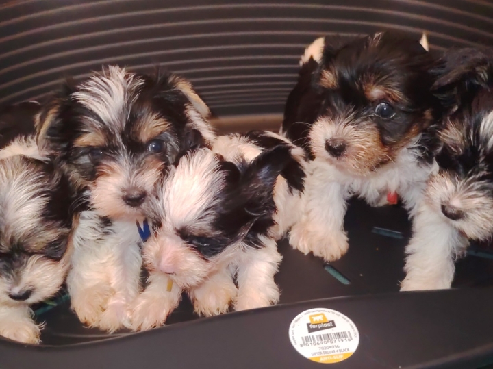 Biewer Yorkshire terrier s FCI rodovnicom