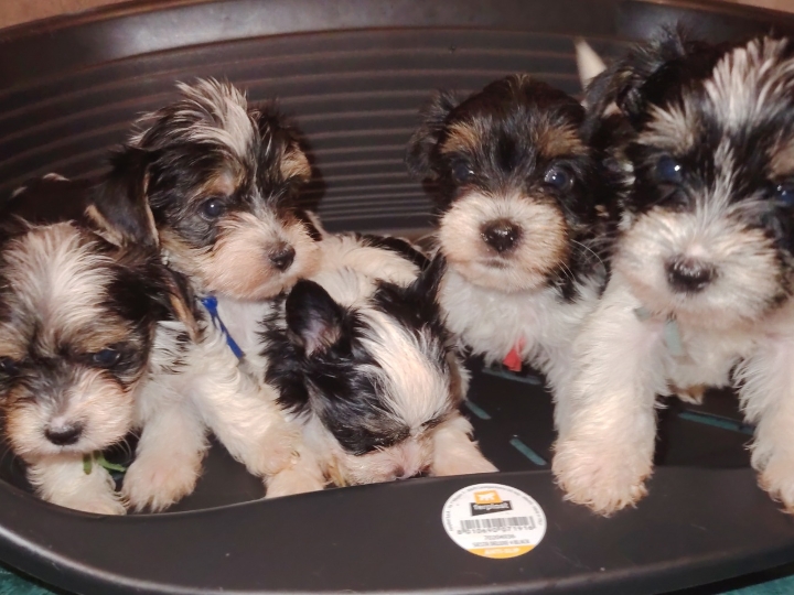 Biewer Yorkshire terrier s FCI rodovnicom