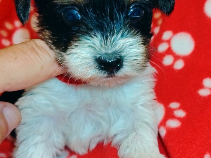 Biewer Yorkshire terrier s FCI rodovnicom