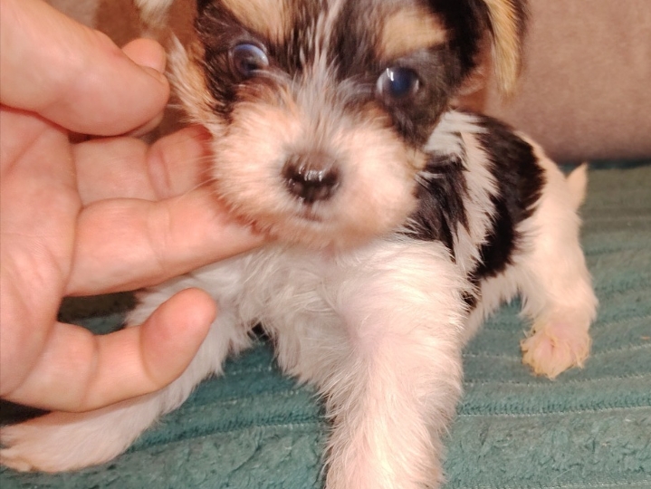 Biewer Yorkshire terrier s FCI rodovnicom