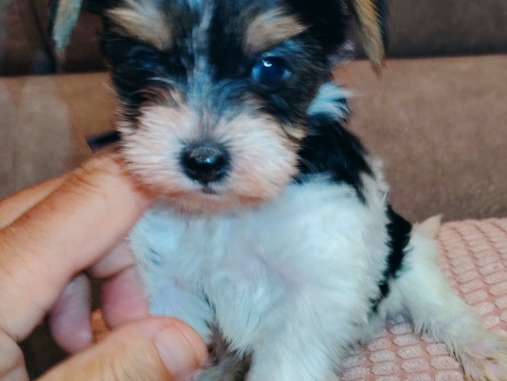 Biewer Yorkshire terrier s FCI rodovnicom