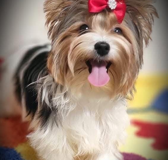 Biewer Yorkshire terrier s FCI rodovnicom