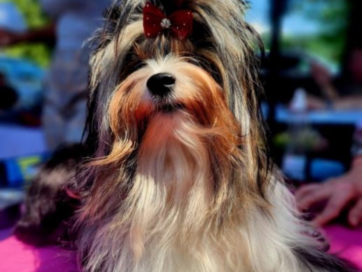 Biewer Yorkshire terrier s FCI rodovnicom
