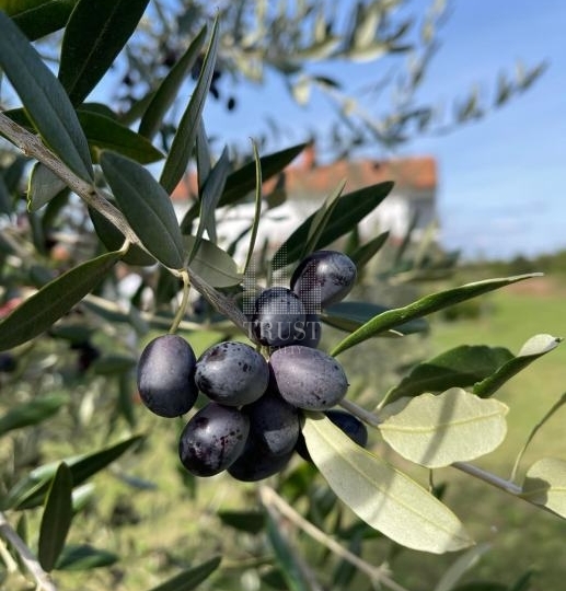 Pula — namještena kuća (160 m²) s maslinikom i mogućnošću dokupa građ. parcela