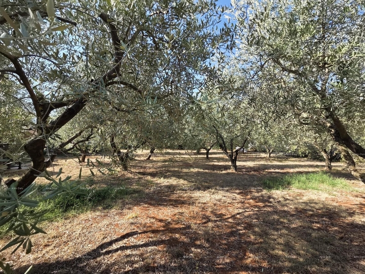 Prodaja - Građevinsko zemljište na odličnoj lokaciji, Loborika!