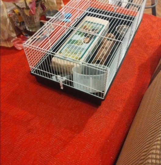 Kavez za hrčka ili zamorca