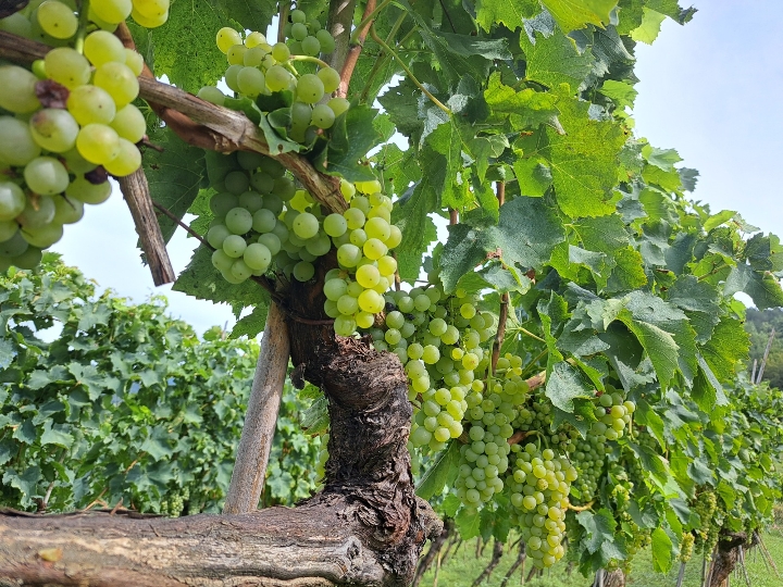 Grožđe