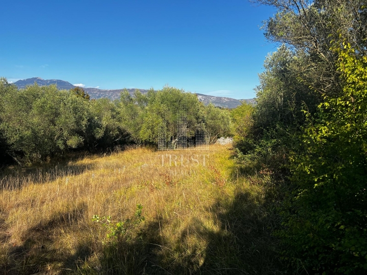 Istra, Šumber - maslinik, poljoprivredno zemljište