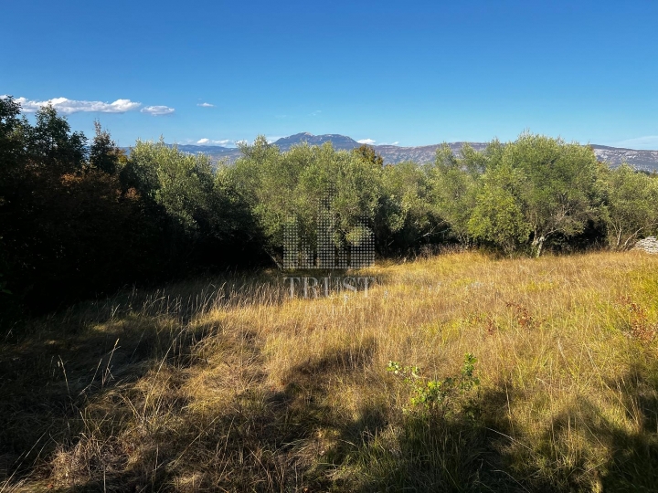 Istra, Šumber - maslinik, poljoprivredno zemljište