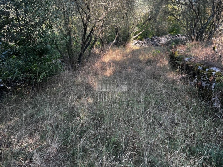 Istra, Šumber - maslinik, poljoprivredno zemljište