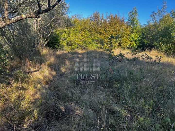 Istra, Šumber - maslinik, poljoprivredno zemljište