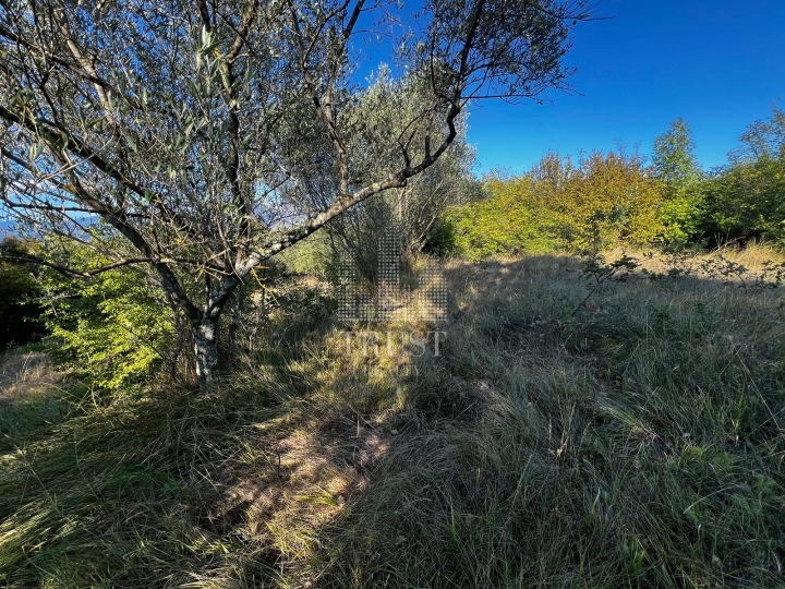 Istra, Šumber - maslinik, poljoprivredno zemljište