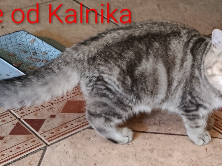 Mačići