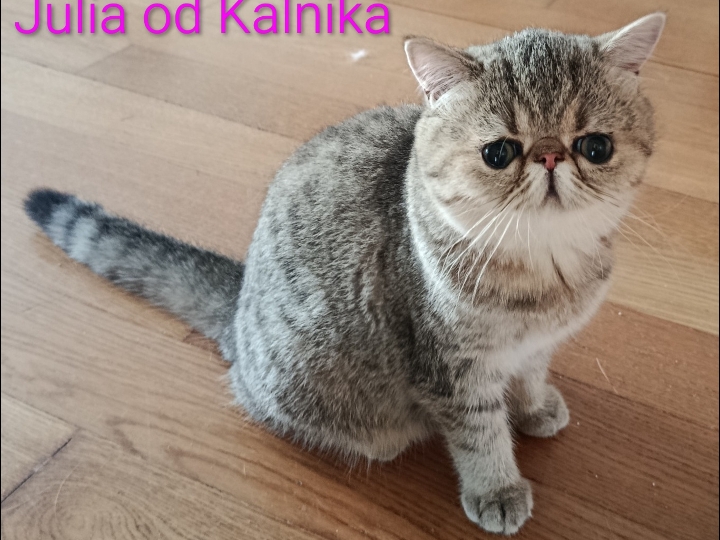 Mačići
