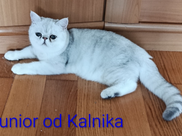 Mačići