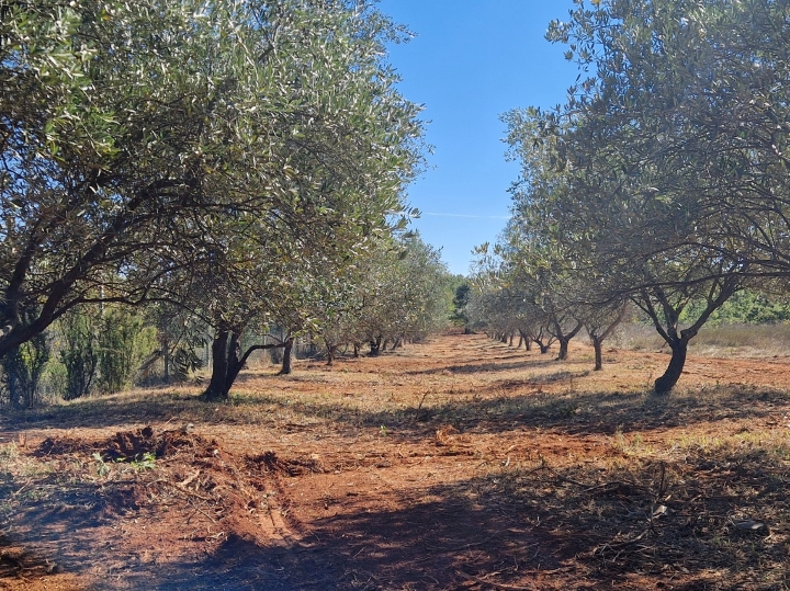 Oranica u Marčani s maslinikom 6847m2
