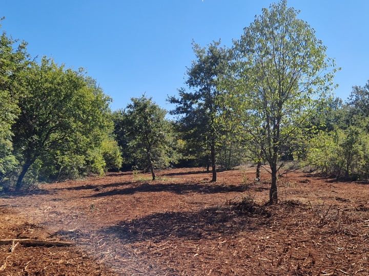 Oranica u Marčani s maslinikom 6847m2