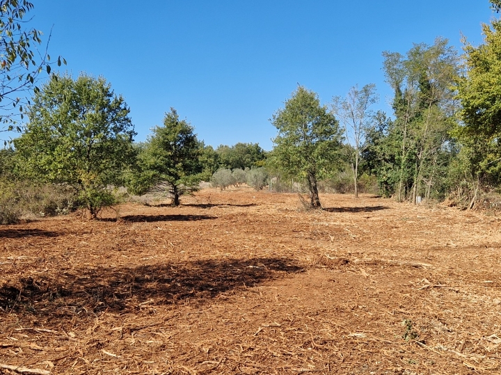 Oranica u Marčani s maslinikom 6847m2