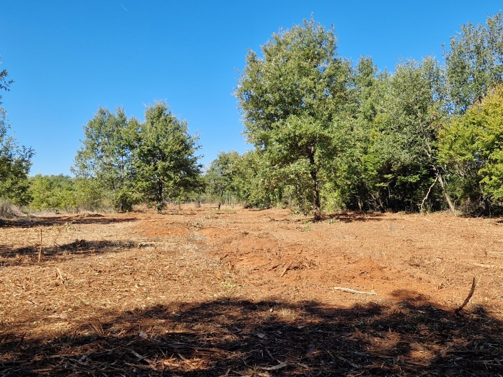 Oranica u Marčani s maslinikom 6847m2